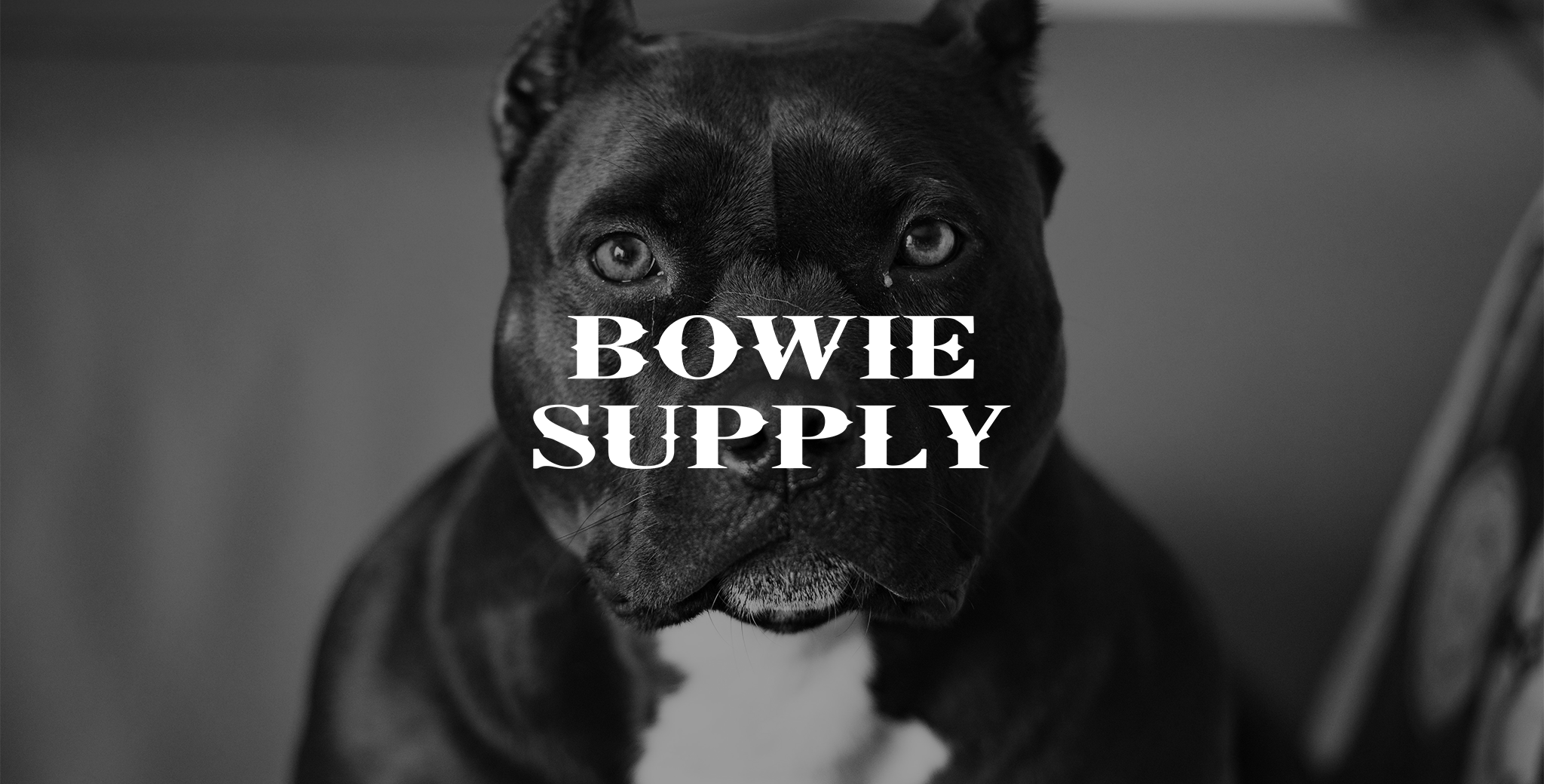 Bowie Supply - design de marca