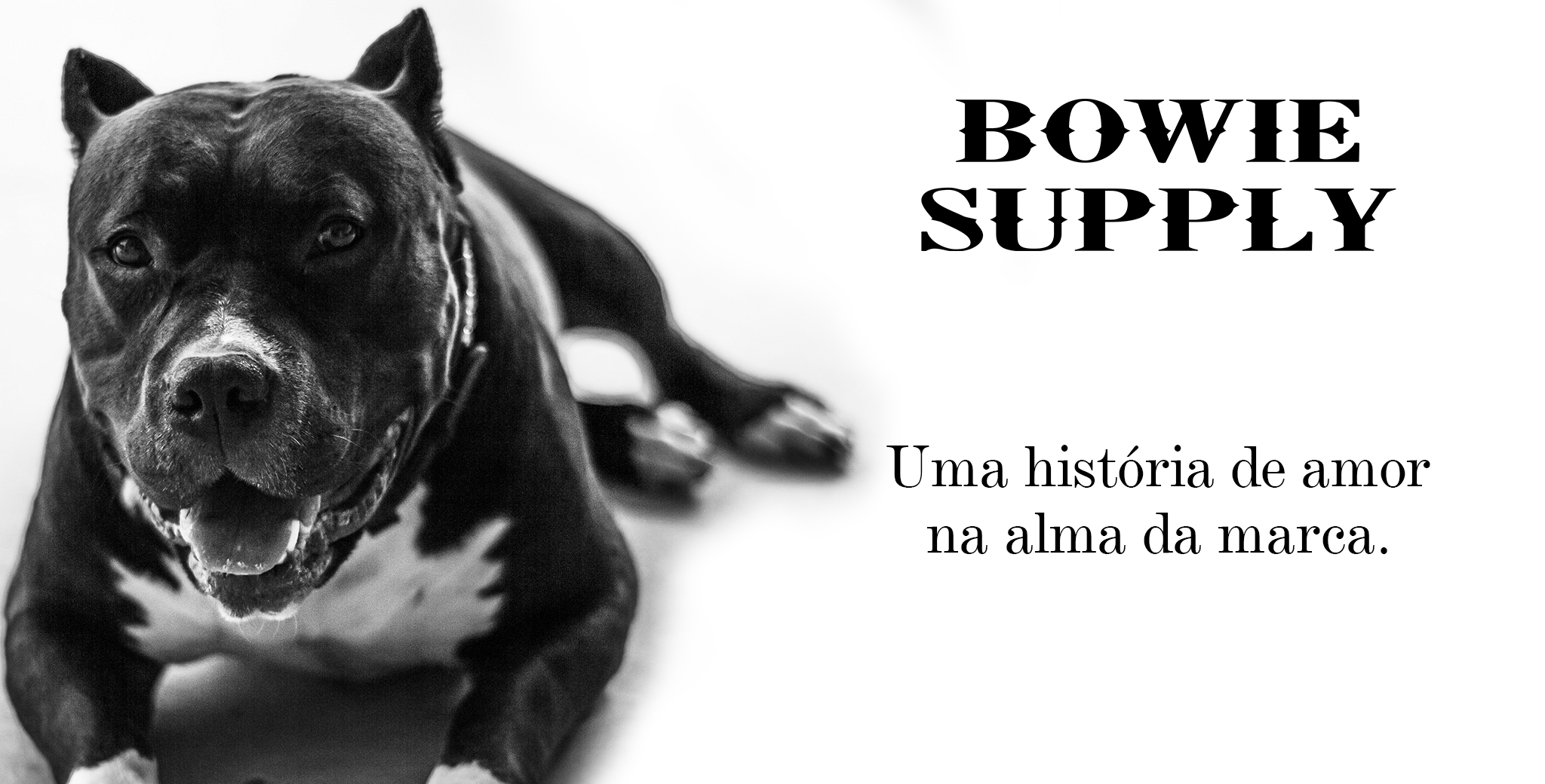 Bowie Supply - design de marca